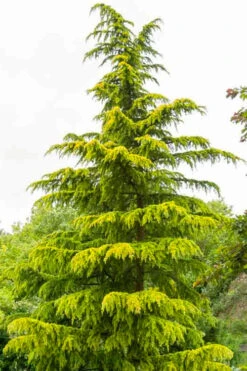 Golden Deodar Cedar - 7 Gallon Pot -Wilson Bros Gardens cedrus deodara aurea golden deodar cedar 1