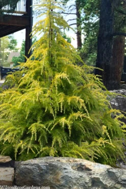 Gold Cascade Deodar Cedar - 1 Gallon Pot -Wilson Bros Gardens cedrus deodara gold cascade deodar cedar 5