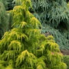 Gold Cascade Deodar Cedar - 1 Gallon Pot
