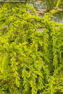 Gold Cascade Deodar Cedar - 1 Gallon Pot -Wilson Bros Gardens cedrus deodara gold cascade single trunk tree form topiary 3