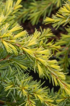 Golden Deodar Cedar - 7 Gallon Pot -Wilson Bros Gardens cedrus deodara golden horizon deodar cedar tree 2