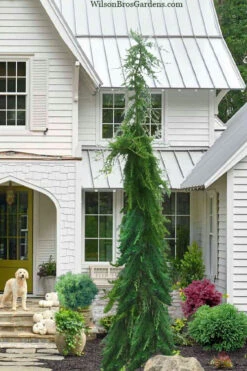 Miles High Weeping Deodar Cedar - 1 Gallon Pot