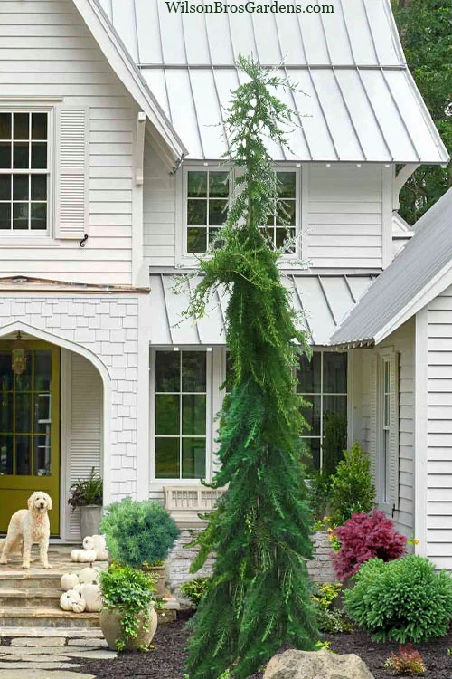 Miles High Weeping Deodar Cedar - 1 Gallon Pot 1 Miles High Weeping Deodar Cedar - 1 Gallon Pot