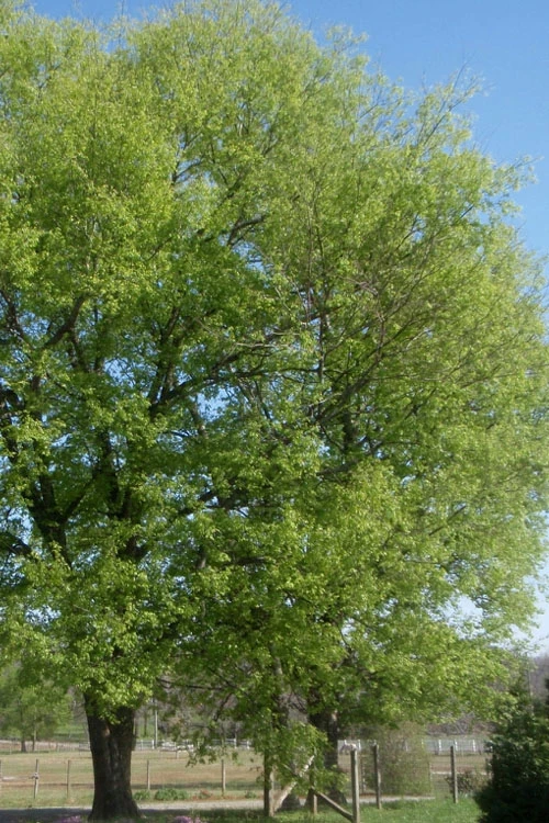 Sugarberry Tree (Celtis Laevigata) - 3 Gallon Pot 1 Sugarberry Tree (Celtis Laevigata) - 3 Gallon Pot