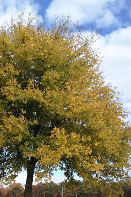 Sugarberry Tree (Celtis Laevigata) - 3 Gallon Pot 5 Sugarberry Tree (Celtis Laevigata) - 3 Gallon Pot - Image 5