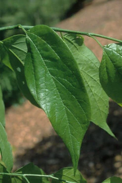 Sugarberry Tree (Celtis Laevigata) - 3 Gallon Pot 12 Sugarberry Tree (Celtis Laevigata) - 3 Gallon Pot -Wilson Bros Gardens celtis laevigata sugarberry tree 4 1