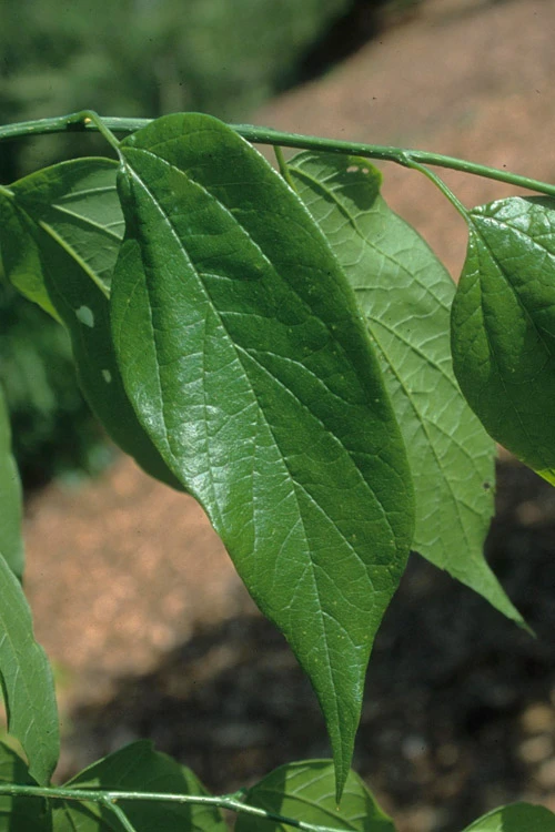 Sugarberry Tree (Celtis Laevigata) - 3 Gallon Pot 6 Sugarberry Tree (Celtis Laevigata) - 3 Gallon Pot - Image 6
