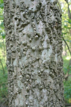 Sugarberry Tree (Celtis Laevigata) - 3 Gallon Pot 13 Sugarberry Tree (Celtis Laevigata) - 3 Gallon Pot -Wilson Bros Gardens celtis laevigata sugarberry tree 6 1