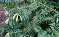 Fortune's Plum Yew Tree (Cephalotaxus Fortunei) - 3 Gallon Pot 7 Fortune's Plum Yew Tree (Cephalotaxus Fortunei) - 3 Gallon Pot -Wilson Bros Gardens cephalotaxus fortunei fortunes plum yew tree 2