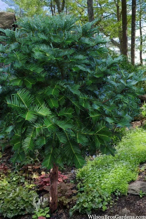 Fortune's Plum Yew Tree (Cephalotaxus Fortunei) - 3 Gallon Pot 1 Fortune's Plum Yew Tree (Cephalotaxus Fortunei) - 3 Gallon Pot