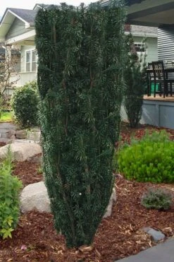 Fastigiata Upright Japanese Plum Yew - 3 Gallon Pot