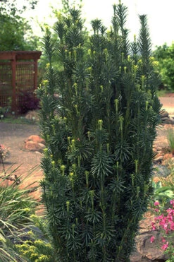 Upright Japanese Plum Yew (Cephalotaxus Harringtonia 'Fastigiata') - 7 Gallon Pot (3.5-4.5’) -Wilson Bros Gardens cephalotaxus harringtonia fastigiata upright japanese plum yew 102 1