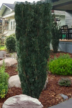 Upright Japanese Plum Yew (Cephalotaxus Harringtonia 'Fastigiata') - 7 Gallon Pot (3.5-4.5’)