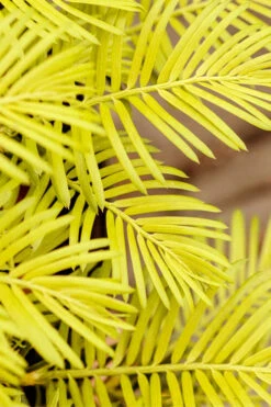 Golden Dragon Plum Yew (Cephalotaxus Harringtonia) - 6 Pack Of 1 Gallon Pots 9 Golden Dragon Plum Yew (Cephalotaxus Harringtonia) - 6 Pack Of 1 Gallon Pots -Wilson Bros Gardens cephalotaxus harringtonia golden dragon japanese yew 22 3