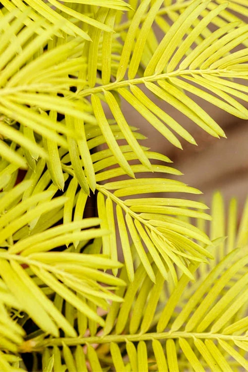 Golden Dragon Plum Yew (Cephalotaxus Harringtonia) - 6 Pack Of 1 Gallon Pots 4 Golden Dragon Plum Yew (Cephalotaxus Harringtonia) - 6 Pack Of 1 Gallon Pots - Image 4