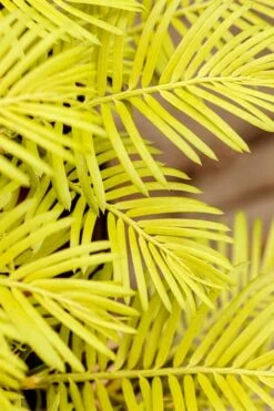 Golden Dragon Plum Yew (Cephalotaxus Harringtonia) - 3 Gallon Pot 11 Golden Dragon Plum Yew (Cephalotaxus Harringtonia) - 3 Gallon Pot -Wilson Bros Gardens cephalotaxus harringtonia golden dragon japanese yew 22 5