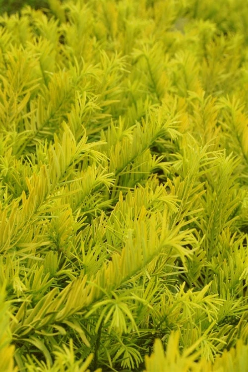 Golden Dragon Plum Yew (Cephalotaxus Harringtonia) - 1 Gallon Pot 4 Golden Dragon Plum Yew (Cephalotaxus Harringtonia) - 1 Gallon Pot - Image 4