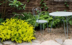 Golden Dragon Plum Yew (Cephalotaxus Harringtonia) - 5 Pack Of Quart Pots -Wilson Bros Gardens cephalotaxus harringtonia golden dragon japanese yew 40 1