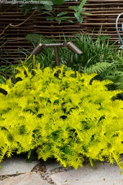 Golden Dragon Plum Yew (Cephalotaxus Harringtonia) - 7 Gallon Pot