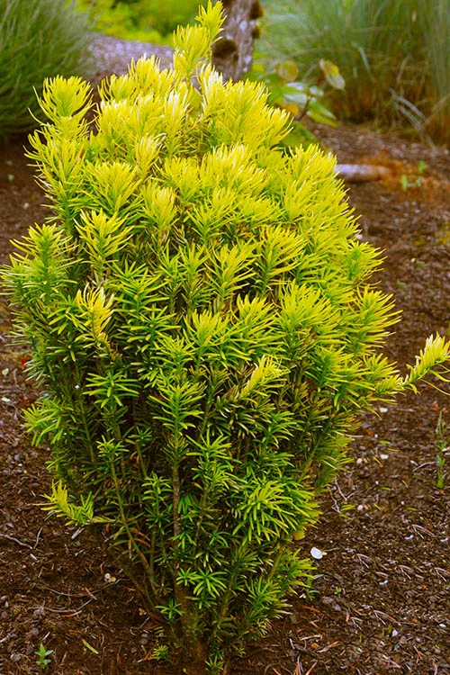 Korean Gold Plum Yew (Cephalotaxus) - 3 Gallon Pot 1 Korean Gold Plum Yew (Cephalotaxus) - 3 Gallon Pot