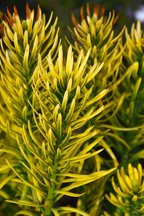 Korean Gold Plum Yew (Cephalotaxus) - 3 Gallon Pot 4 Korean Gold Plum Yew (Cephalotaxus) - 3 Gallon Pot - Image 4