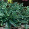 Creeping Japanese Plum Yew (Cephalotaxus Harringtonia 'Prostrata') - 1 Gallon Pot