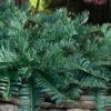 Creeping Japanese Plum Yew (Cephalotaxus Harringtonia 'Prostrata') - 7 Gallon Pot