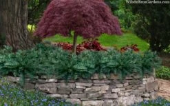 Creeping Japanese Plum Yew (Cephalotaxus Harringtonia 'Prostrata') - 2.5 Quart Pot -Wilson Bros Gardens cephalotaxus harringtonia prostrata creeping japanese yew 33 1