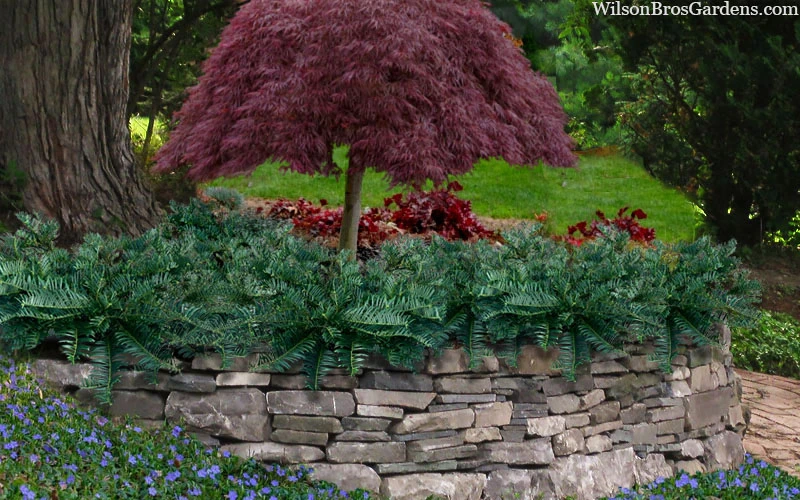 Creeping Japanese Plum Yew (Cephalotaxus Harringtonia 'Prostrata') - 2.5 Gallon Pot 4 Creeping Japanese Plum Yew (Cephalotaxus Harringtonia 'Prostrata') - 2.5 Gallon Pot - Image 4