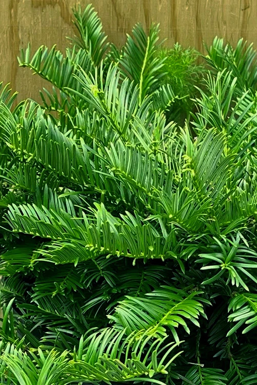 Tightwad Japanese Plum Yew (Cephalotaxus) - 5 Gallon Pot 5 Tightwad Japanese Plum Yew (Cephalotaxus) - 5 Gallon Pot - Image 5