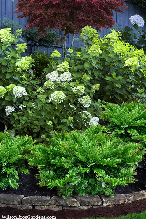 Tightwad Japanese Plum Yew (Cephalotaxus) - 5 Gallon Pot 4 Tightwad Japanese Plum Yew (Cephalotaxus) - 5 Gallon Pot - Image 4