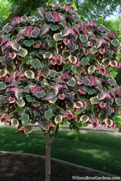 Carolina Sweetheart Eastern Redbud Tree - 3 Gallon Pot 11 Carolina Sweetheart Eastern Redbud Tree - 3 Gallon Pot -Wilson Bros Gardens cercis canadensis carolina sweetheart redbud tree 101