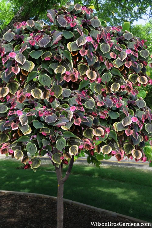 Carolina Sweetheart Eastern Redbud Tree - 3 Gallon Pot 4 Carolina Sweetheart Eastern Redbud Tree - 3 Gallon Pot - Image 4