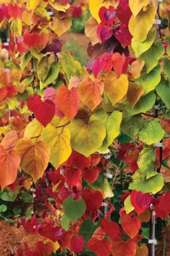 Flamethrower Redbud Tree- 3 Gallon Pot (2-3') 11 Flamethrower Redbud Tree- 3 Gallon Pot (2-3') -Wilson Bros Gardens cercis canadensis flamethrower redbud tree 12