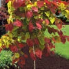Flamethrower Redbud Tree - 5 Gallon Pot (5-6'+)