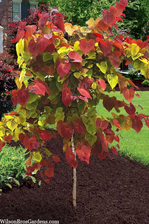 Flamethrower Redbud Tree - 5 Gallon Pot (5-6'+) 1 Flamethrower Redbud Tree - 5 Gallon Pot (5-6'+)