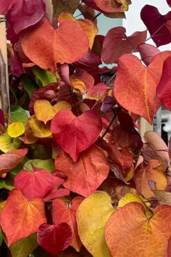 Flamethrower Redbud Tree - 5 Gallon Pot (5-6'+) 9 Flamethrower Redbud Tree - 5 Gallon Pot (5-6'+) -Wilson Bros Gardens cercis canadensis flamethrower redbud tree 5 1