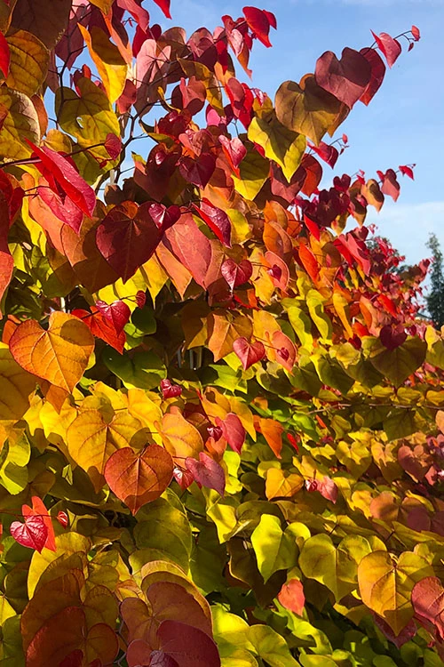 Flamethrower Redbud Tree - 5 Gallon Pot (5-6'+) 5 Flamethrower Redbud Tree - 5 Gallon Pot (5-6'+) - Image 5