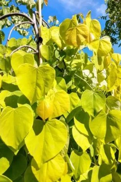 Golden Falls Weeping Redbud Tree - 3 Gallon Pot (2-3') -Wilson Bros Gardens cercis canadensis golden falls weeping redbud 5