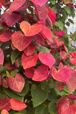 Hearts A'Fire Redbud Tree- 5 Gallon Pot (5-6') -Wilson Bros Gardens cercis canadensis hearts a fire redbud tree 4