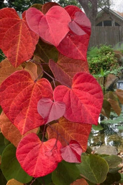 Hearts A'Fire Redbud Tree- 5 Gallon Pot (5-6') -Wilson Bros Gardens cercis canadensis hearts a fire redbud tree 6