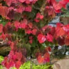 Hearts A'Fire Redbud Tree- 5 Gallon Pot (5-6')