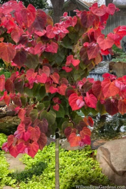 Hearts A'Fire Redbud Tree- 5 Gallon Pot (5-6')
