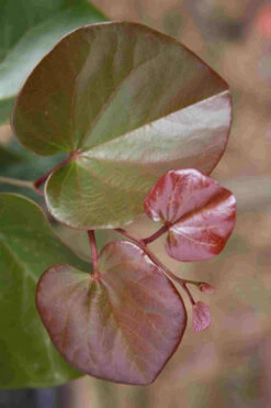 Oklahoma Redbud Tree - 7 Gallon Pot (5-6') -Wilson Bros Gardens cercis canadensis oklahoma redbud tree 100 1