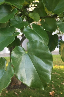 Oklahoma Redbud Tree - 5 Gallon Pot -Wilson Bros Gardens cercis canadensis oklahoma redbud tree 101