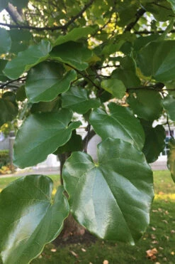 Oklahoma Redbud Tree - 5 Gallon Pot -Wilson Bros Gardens cercis canadensis oklahoma redbud tree 102