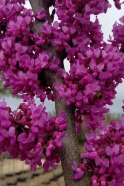 Oklahoma Redbud Tree - 7 Gallon Pot (5-6') -Wilson Bros Gardens cercis canadensis oklahoma redbud tree 107 1