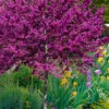 Oklahoma Redbud Tree - 7 Gallon Pot (5-6')