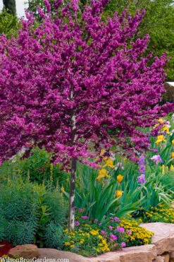 Oklahoma Redbud Tree - 7 Gallon Pot (5-6')