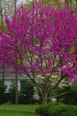 Oklahoma Redbud Tree - 5 Gallon Pot -Wilson Bros Gardens cercis canadensis oklahoma redbud tree 8